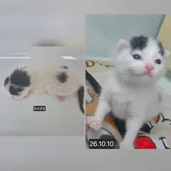 수원시 기타(흰색,검정) 한국 고양이 성별 미상