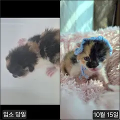 수원시 기타(검갈흰색) 한국 고양이 성별 미상