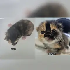 수원시 기타(검정갈색) 한국 고양이 성별 미상