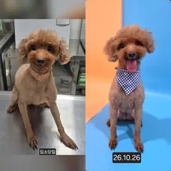 수원시 갈색 푸들 암컷