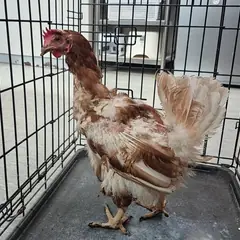 수원시 기타(갈백색) 기타축종 암컷