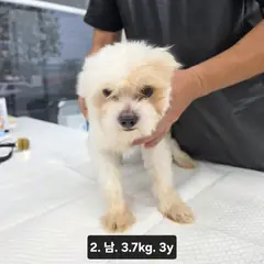 수원시 흰색 믹스견 수컷