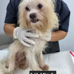 수원시 흰색 믹스견 수컷