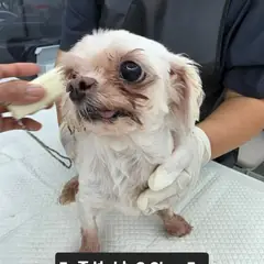 수원시 흰색 믹스견 수컷