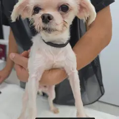 수원시 흰색 믹스견 수컷