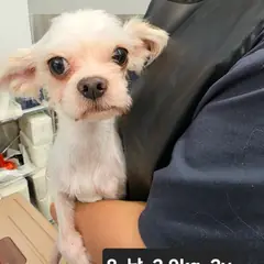 수원시 흰색 믹스견 수컷