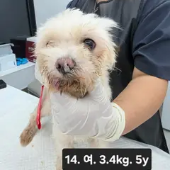 수원시 흰색 믹스견 암컷