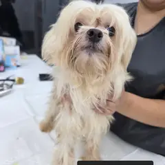 수원시 흰색 믹스견 수컷