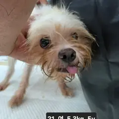 수원시 흰색&황갈색 믹스견 암컷