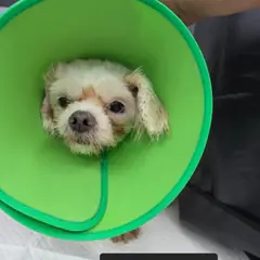 수원시 흰색&황갈색 믹스견 암컷