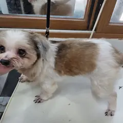 수원시 갈색&흰색 믹스견 수컷