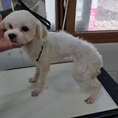 수원시 흰색 믹스견 수컷