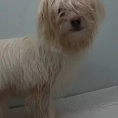 수원시 황갈색 믹스견 암컷