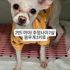 수원시 흰색 믹스견 암컷