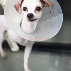 수원시 흰색 믹스견 암컷