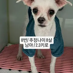수원시 흰색 믹스견 수컷