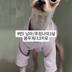 수원시 흰색 믹스견 수컷