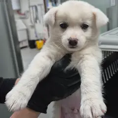 수원시 흰색 믹스견 수컷