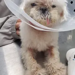 수원시 흰색 말티즈 암컷