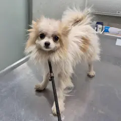 수원시 갈색 포메라니안 수컷