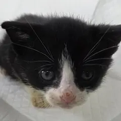 수원시 기타(백흑색) 한국 고양이 성별 미상