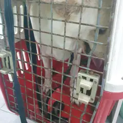 성남시 흰색 진도견 암컷