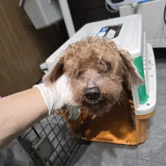 성남시 갈색 푸들 수컷