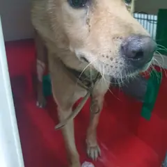성남시 붉고 엷은 황갈색 진도견 암컷