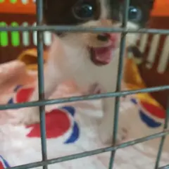 성남시 흰색/검은색 얼룩무늬 한국 고양이 수컷