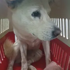 성남시 흰색 진도견 수컷