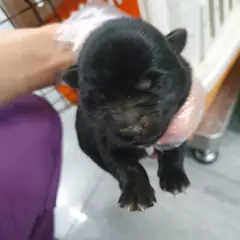 성남시 검정색 믹스견 암컷