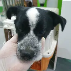 성남시 검정&흰색 믹스견 수컷