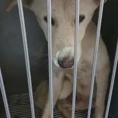 성남시 흰색 진도견 수컷