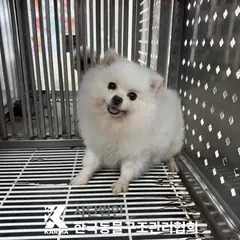 의정부시 흰색 포메라니안 암컷