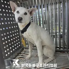 의정부시 흰색 믹스견 암컷