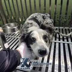 의정부시 기타(검/회/흰) 보더 콜리 암컷
