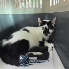 의정부시 흰색/검은색 얼룩무늬 한국 고양이 수컷