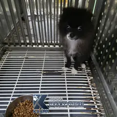의정부시 기타(검/흰) 포메라니안 수컷