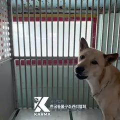 의정부시 갈색 믹스견 수컷