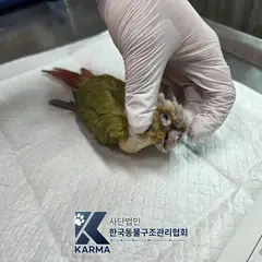 의정부시 기타(초/적/황) 기타축종 성별 미상