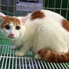 안양시 기타(백갈) 한국 고양이 성별 미상