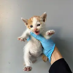 안양시 기타(백갈) 한국 고양이 암컷