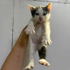 안양시 기타(갈흑백) 한국 고양이 암컷