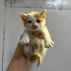 안양시 기타(갈백) 한국 고양이 수컷