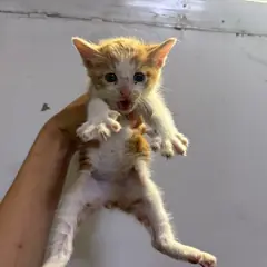안양시 기타(갈백) 한국 고양이 수컷