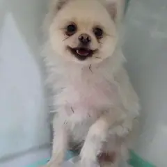 부천시 회색 포메라니안 암컷