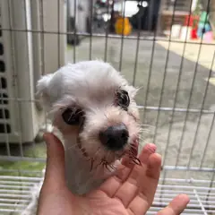 광명시 흰색 말티즈 수컷