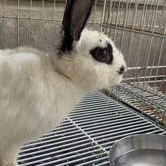 광명시 기타(백흑) 기타축종 성별 미상