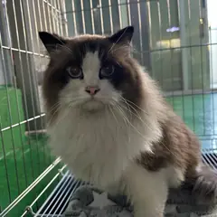 광명시 기타(회백) 레그돌 수컷