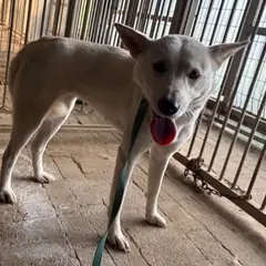 광명시 기타(백) 믹스견 암컷